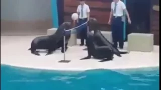 volleyball matches of Sea Lions