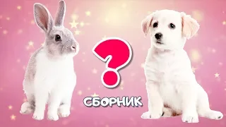 Сборник про Животных - 18 минут🐣🐇Викторина - Развивающие Мультики для Детей