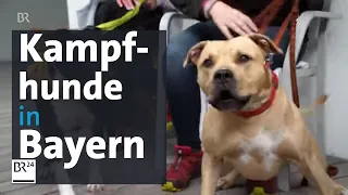 Umstrittene Verordnung in Bayern: Immer mehr Kampfhunde in Tierheimen | Abendschau | BR24