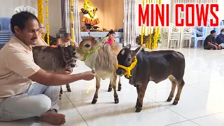 Cute Mini Cows Went to Invite 'Sri Sankara Vijayendra Saraswati Swami' to our Nadipathy Goshala 🥰