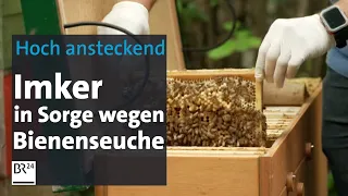 Bienenseuche in Bayern: Imker in Sorge wegen "Faulbrut" | Abendschau | BR24