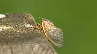 Trillions of cicadas about to emerge in North Carolina