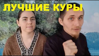 ЛУЧШИЕ КУРЫ для новичка.