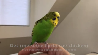 Kiwi the Talking Budgie is finally learning his new phrase!