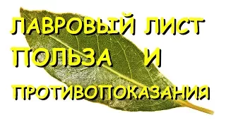 Лавровый лист. Лечебные свойства и противопоказания.