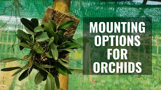 How to mount orchids #growingorchids