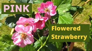 Growing and Propagating Pink Flowered Strawberry Plants