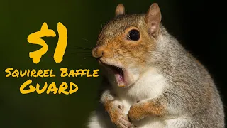 Make a Squirrel Baffle at home for $1
