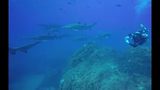 100 Grey Nurse Sharks swimming in the blue!