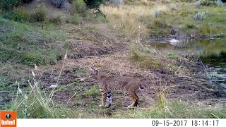 Bobcat (Lynx Rufus)  by Pond