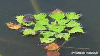 Самые красивые места Беларуси. Чигиринское водохранилище. Большой обзор. [4K].