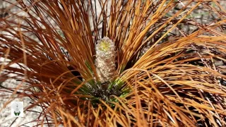 Burning Young Longleaf | The Longleaf Alliance