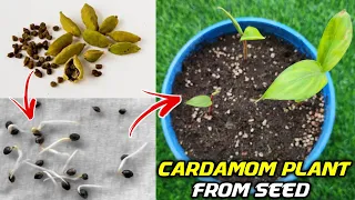 How to grow Cardamom from seeds | Grow Cardamom at home | cardamom plant