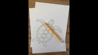 How to Draw a Sea Turtle