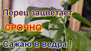 Посадка  перца в ведра  . Подробно!