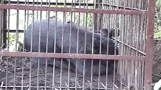 熊の鳴き声 【ツキノワグマ】Ursus thibetanus