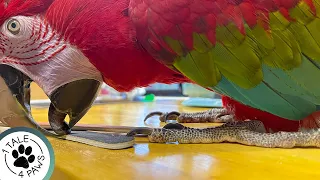 How to Trim Bird Nails by Yourself