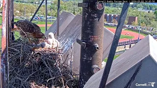 Cornell Red-tailed Hawks 08.05.2024 14:35