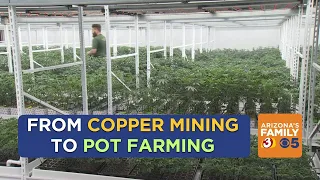 Arizona town goes from copper mining to marijuana growing