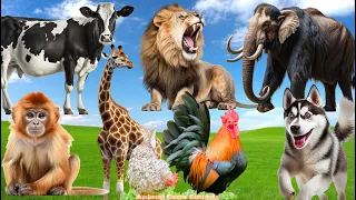 Cute Little Animals: Cat, Duck, Dog, Rabbit, Chicken, Lion - Animal moments