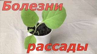 285. От чего может погибнуть рассада. Как бороться.