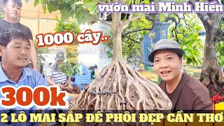 Mai zin chơi Tết phôi mai sắp đế 1000cây giá rẻ chất đầy vườn Minh Hiền mai  đế đẹp độc lạ ở Cần Thơ