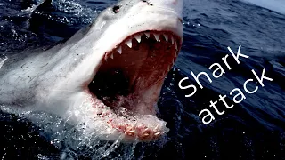 Fatal Shark Attack Caught on Camera; 2023 Shark Attack Brazil  ( 4k ) video