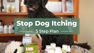 How You can Fix Your Dog's Allergies: Top 5 Home Remedies to Stop Itching