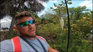 HUNTING for SNOOK in the MANGROVES of FORT MYERS BEACH