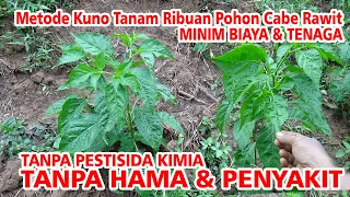 TERTARIK MAU COBA ❗  Metode Sederhana Tanam Cabe Rawit Ribuan Pohon  Minim Biaya &Tenaga Tanpa Ham