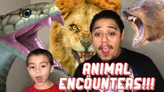 React to Near death animals encounters