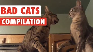 Bad Cats Video Compilation 2016