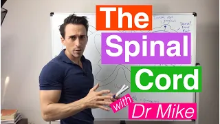 The Spinal Cord