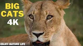 Big Cats Of The World 4K | Scenic Scenes of Big Cats In Wild Nature | Wild Animals #nature #animals