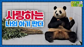 (SUB) Fubao Is Preparing A New Panda Life│Panda World