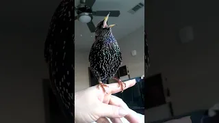 Rude starling