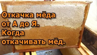 Откачка мёда от А до Я. Когда откачивать мёд.