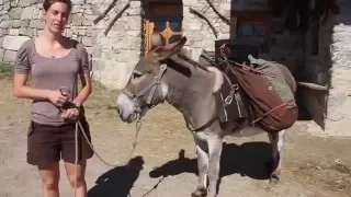 Tutoriel: comment s'occuper d'un âne  en randonnée