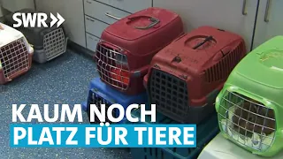 Tierheim am Limit – wenn Haustiere zum Luxus werden | Made in Südwest