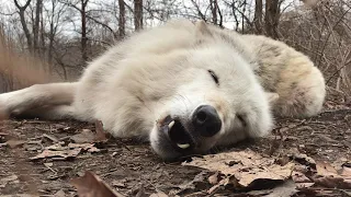 World's Laziest Wolf Howls Lying Down