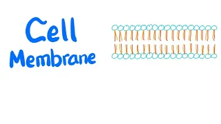 Cell Membrane (lipid-bilayer)