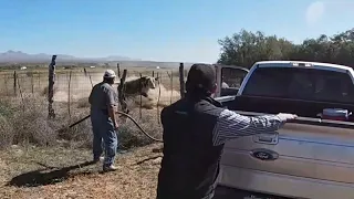 Mean Bull Runs At Truck