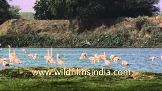 Greater Flamingo lands near lakeside
