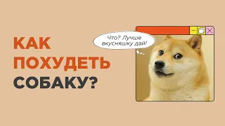 Что сделать, чтобы собака похудела? Лишний вес у собаки