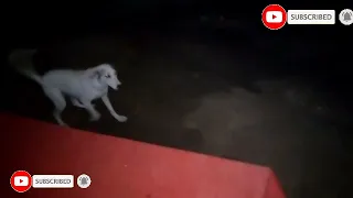 Beautiful Dog Playing With Boy Late Night