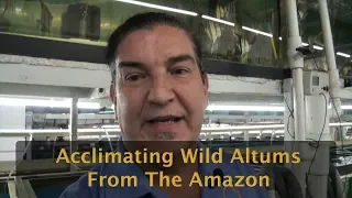 Altum Angel Shipment And Acclimation