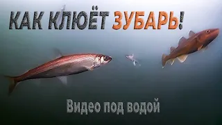 Как клюёт зубарь! Подводное видео на севере Сахалина, на заливе Помрь возле "Треноги". 10.01.2023