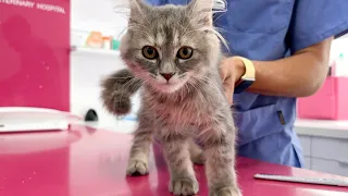 Kitten First Vet Visit