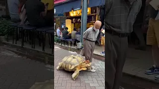 The turtle took its owner for a walk 🐢🧑