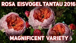 Rosa Eisvogel Tantau, 2016! An exceedingly pretty rose of soft, glowing apricot-pink.